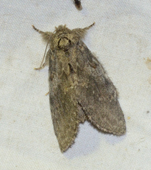 Peridea angulosa