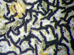 Opegrapha intertexta