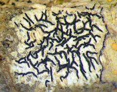 Opegrapha intertexta
