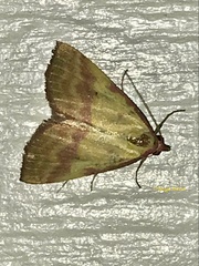 Phytometra rhodarialis