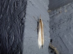 Orocrambus angustipennis