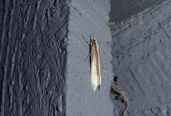 Orocrambus angustipennis