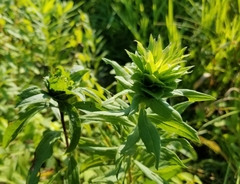 Rhopalomyia capitata