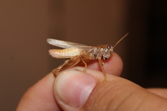 Melanoplus packardii