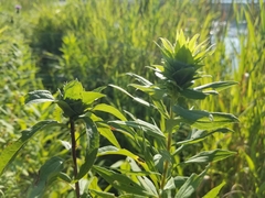 Rhopalomyia capitata