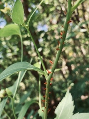 Uroleucon nigrotuberculatum