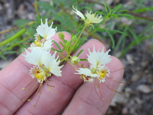 Image of Polanisia erosa by (c) Sam Kieschnick, some rights reserved (CC BY)
