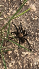 Aphonopelma anax