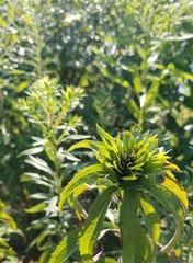 Rhopalomyia capitata