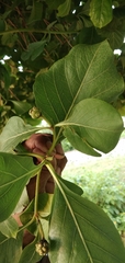 Morinda pubescens