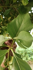 Morinda pubescens