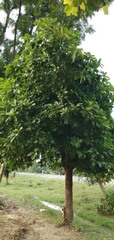 Morinda pubescens