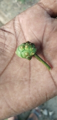 Morinda pubescens
