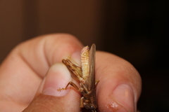 Melanoplus packardii