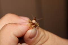 Melanoplus packardii