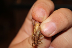 Melanoplus packardii