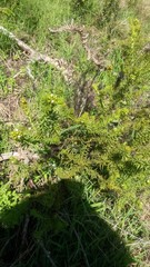 Thesium capitatum