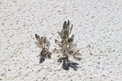 Abronia angustifolia