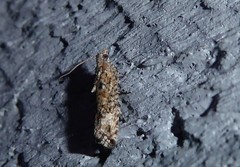 Strepsicrates ejectana