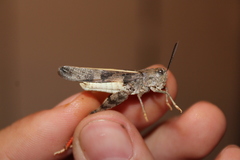 Cratypedes neglectus