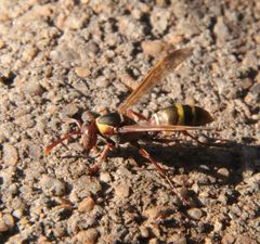 Polistes badius