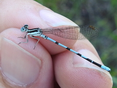 Argia bipunctulata