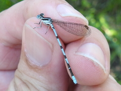 Argia bipunctulata