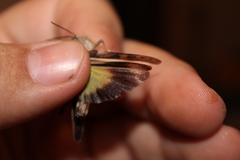 Cratypedes neglectus