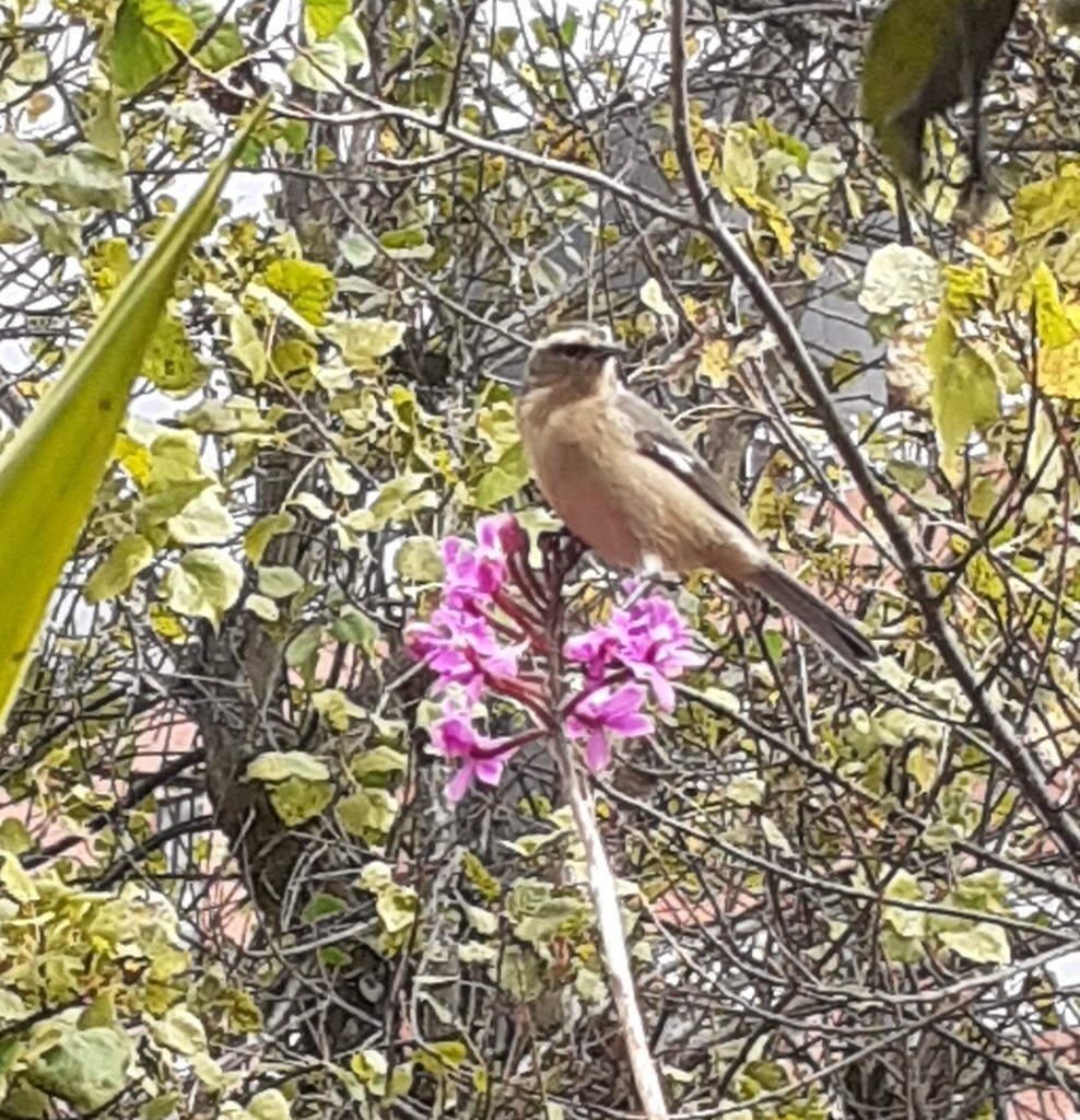 Cinereous Conebill (Ochraceous)