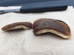 Polyporus hypomelanus