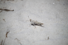 Cibolacris samalayucae