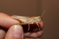 Melanoplus packardii