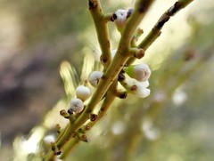 Choretrum glomeratum