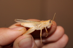 Melanoplus packardii