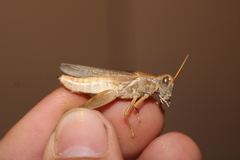 Melanoplus packardii