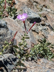 Epilobium siskiyouense