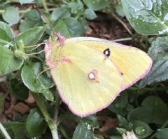 Colias fieldii