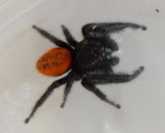 Phidippus texanus