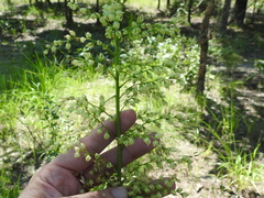 Stenanthium gramineum