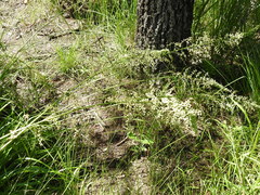 Stenanthium gramineum