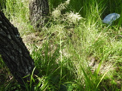 Stenanthium gramineum