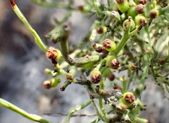 Choretrum glomeratum