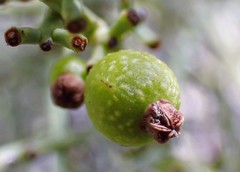 Choretrum glomeratum