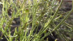 Choretrum glomeratum