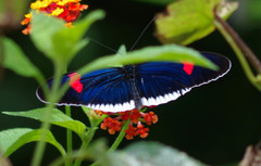 Heliconius erato cyrbia