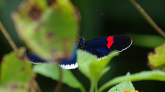 Heliconius erato cyrbia