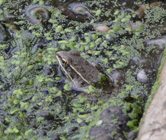 Lithobates blairi