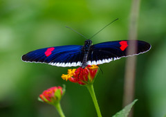 Heliconius erato cyrbia
