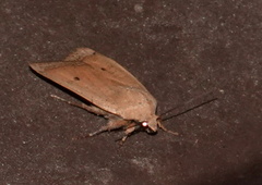 Abagrotis