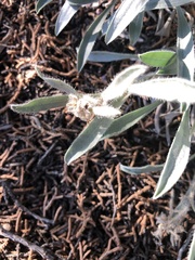 Oreocarya fulvocanescens
